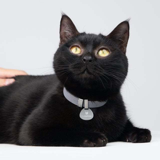 Safety Cat Collar Pro + ID Tag