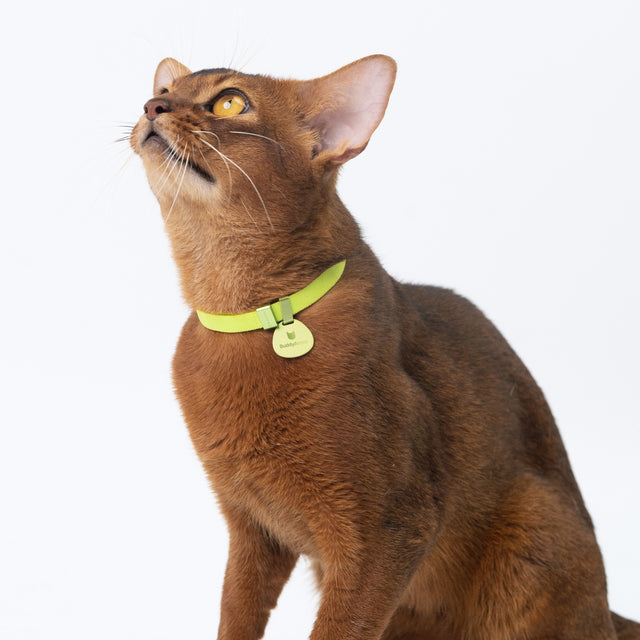 Safety Cat Collar Pro + ID Tag