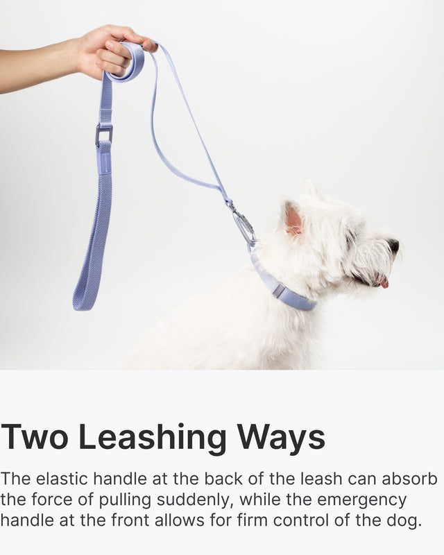 Light Alloy Collar Pro + Light Alloy Leash