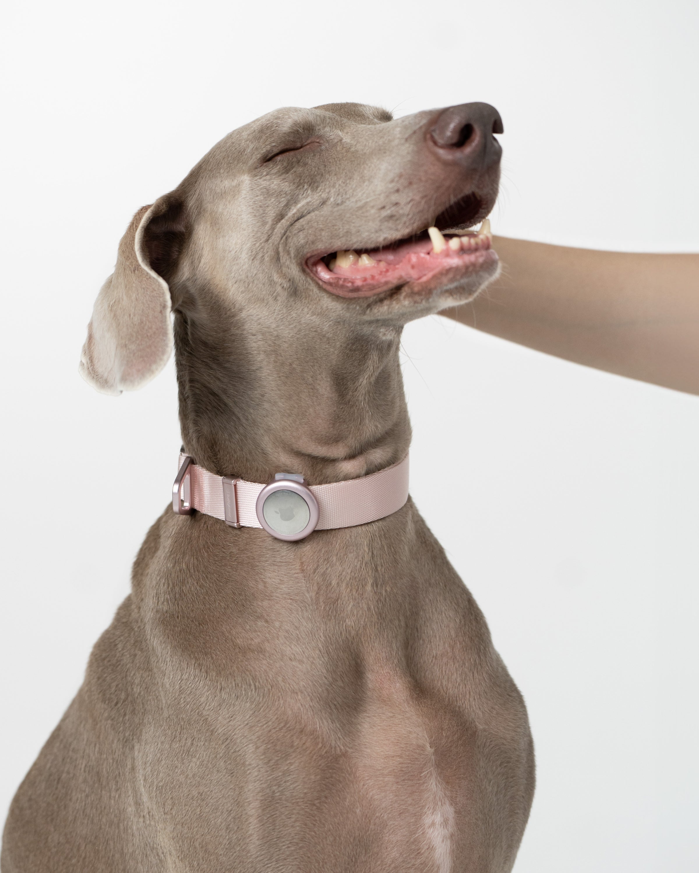 Light Alloy Collar Pro + Airtag Holder